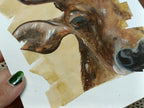 Close-up of the watercolour cow portrait, showing detail work and shimmer accents on the lower half of the face.